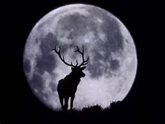 buckmoon